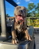 American Bully Puppies for sale in Waianae, Hawaii. price: $400