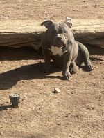 American Bully Puppies for sale in Colorado Springs, CO, USA. price: $600