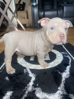 American Bully Puppies for sale in Inkster, Michigan. price: $3,000