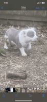 American Bully Puppies for sale in Little Rock, Arkansas. price: NA