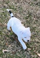 American Bully Puppies for sale in Cedar Hill, Texas. price: $1,000