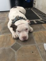 American Bully Puppies for sale in Summit Ave, Greensboro, NC, USA. price: $800