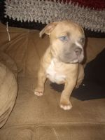 American Bully Puppies for sale in Toledo, OH, USA. price: $300
