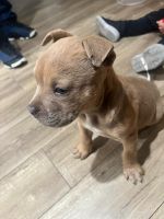 American Bully Puppies for sale in Ceres, California. price: $2,000