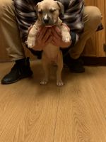 American Bully Puppies for sale in Seattle, Washington. price: $800