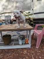 American Bully Puppies for sale in Tampa, Florida. price: $1,200