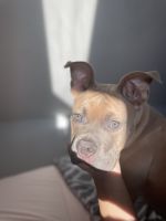 American Bully Puppies for sale in Boston, Massachusetts. price: $1,000