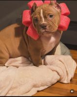 American Bully Puppies for sale in Paterson, New Jersey. price: NA