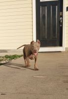 American Bully Puppies for sale in Richlands, North Carolina. price: $500