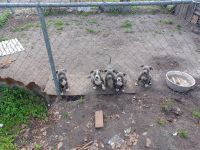 American Bully Puppies for sale in Appling, Georgia. price: $450