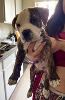 American Bully Puppies for sale in Phoenix, Arizona. price: $100