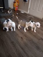 American Bully Puppies for sale in Denver, Colorado. price: $200