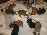 American Bully Puppies for sale in Holland, Michigan. price: $900