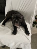 American Bully Puppies for sale in Orlando, Florida. price: $800