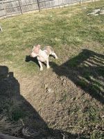 American Bully Puppies for sale in Toledo, Ohio. price: $300