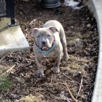 American Bully Puppies for sale in Columbus, Ohio. price: $1,750