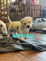 American Bully Puppies for sale in Bowling Green, Ohio. price: $900