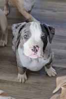American Bully Puppies for sale in Trenton, Georgia. price: NA