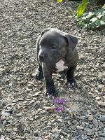 American Bully Puppies for sale in Adelaide, South Australia. price: $1,500