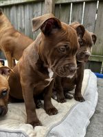 American Bully Puppies for sale in Chicago, Illinois. price: $650