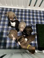 American Bully Puppies for sale in Bellevue, Washington. price: $1,500