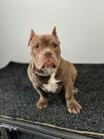 American Bully Puppies for sale in New York, New York. price: $3,500