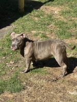 American Bully Puppies for sale in Irvington, New Jersey. price: $3,500