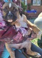 American Bully Puppies for sale in Mt. Olive, North Carolina. price: NA