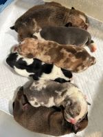 American Bully Puppies for sale in Houston, TX, USA. price: $2,500