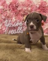 American Bully Puppies for sale in San Antonio, Texas. price: $1,250