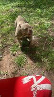 American Bully Puppies for sale in Tuscumbia, AL 35674, USA. price: $1,500