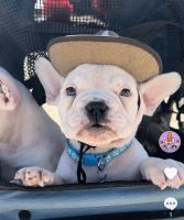 American Bully Puppies for sale in Mystic, Stonington, CT, USA. price: $1,800