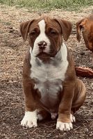 American Bully Puppies for sale in Dallas, Texas. price: $500