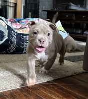 American Bully Puppies for sale in Akron, Ohio. price: $2,000