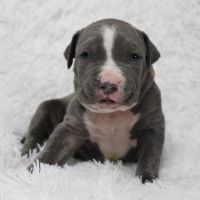 American Bully Puppies for sale in Waianae, Hawaii. price: $2,500