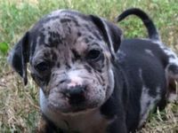 American Bully Puppies for sale in Centralia, Washington. price: $2,000