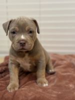 American Bully Puppies for sale in Covina, California. price: $3,000