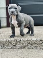 American Bully Puppies for sale in Omaha, Nebraska. price: $2,000