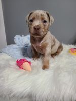 American Bully Puppies for sale in Chicago, Illinois. price: $6,000