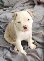 American Bully Puppies for sale in Appleton, Wisconsin. price: $2,200