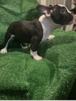 American Bully Puppies for sale in Bronx, New York. price: $4,000