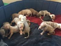 American Bully Puppies for sale in Anacosta, Maryland. price: $1,500