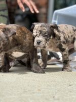 American Bully Puppies for sale in Olive Branch, Mississippi. price: $3,000