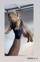 American Bully Puppies for sale in Phoenix, Arizona. price: $1,500