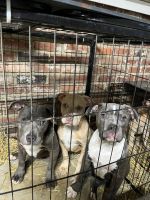 American Bully Puppies for sale in Columbia, South Carolina. price: $500