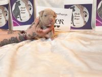 American Bully Puppies for sale in Kennesaw, GA, USA. price: $2,000