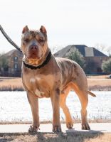American Bully Puppies for sale in Granbury, Texas. price: $3,500
