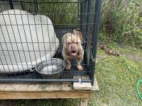 American Bully Puppies for sale in Cairo, GA, USA. price: $1,500