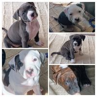 American Bully Puppies for sale in Louisville, Kentucky. price: $200