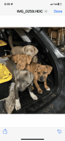 American Bully Puppies for sale in Murrieta, California. price: $50